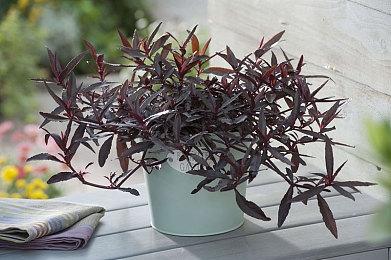 《七日世界》饱受延迟困扰 官方称已找到问题根源