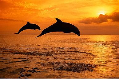 《森林之子》多人演示 最多支持8人联机